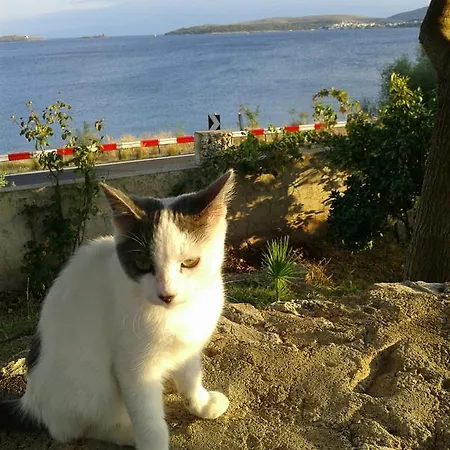 Niriides * Galaxídhion