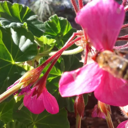 Niriides * Galaxídhion