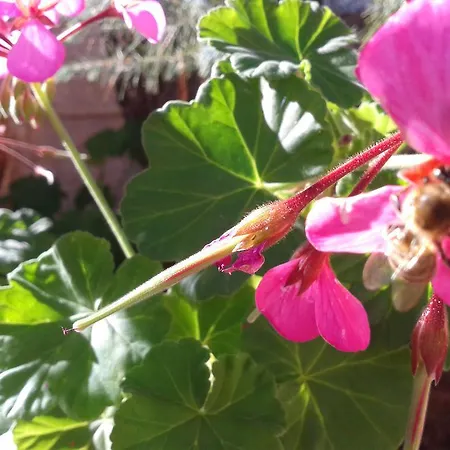Apartamento Niriides
