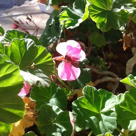 Apartament Niriides