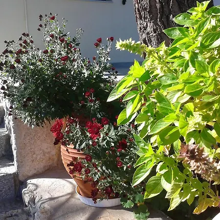 Niriides