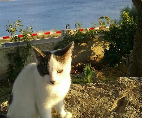 Niriides * Galaxídhion