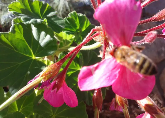 Niriides * Galaxídhion