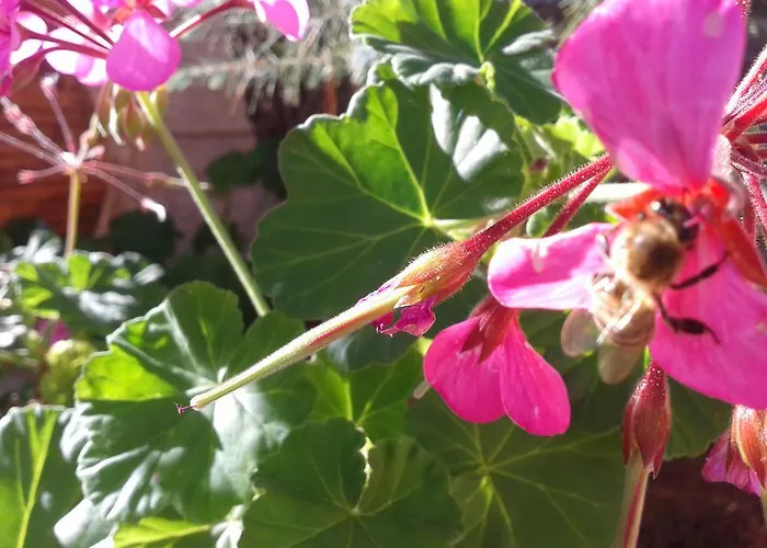 Appartement Niriides